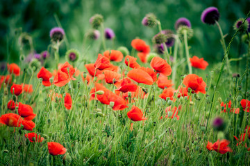 poppy is a symbol of victory in war
