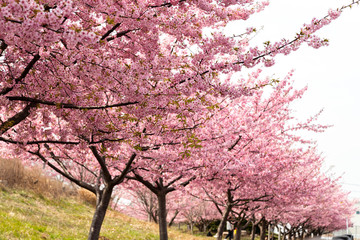 河津桜。日本の桜の花