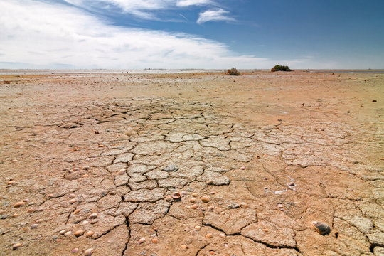 Panoramic view of the sunny, deserted and scratched scrubland of the Camargue during the dry season, in France.