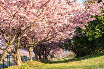 河津桜。日本の桜の花