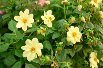 Beautiful pale yellow flowers in a garden. Fresh green leaves.