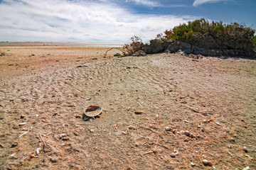 Panoramic view of the sunny, deserted and scratched scrubland of the Camargue during the dry season, in France.
