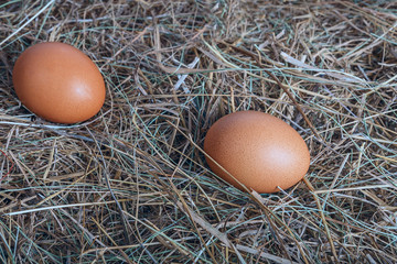 A few chicken eggs on fresh dry hay. Easter composition