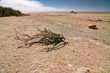 Fototapeta na wymiar Panoramic view of the sunny, deserted and scratched scrubland of the Camargue during the dry season, in France.