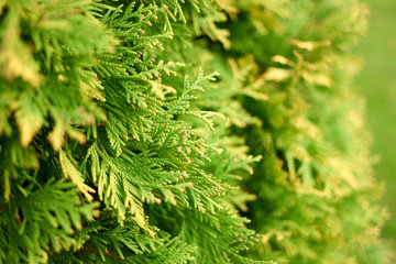 Fototapeta premium Juniper branches close-up. Green cypress.