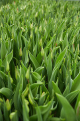 Fototapeta na wymiar Background image of tulip plantation with focus on fresh green leaves, copy space