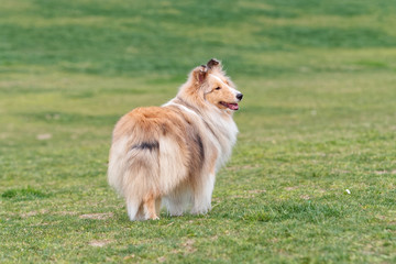 Obraz na płótnie Canvas Purebred Shetland sheepdog standing on green grass field and looking away, friendly and smart collie dog.