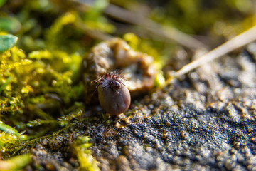 Tick in a natural environment - tick on a tick