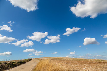 Fototapeta na wymiar A pathway through farmland in the South Downs, with a blue sky overhead