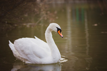 White swan in the wild. A beautiful swan swims in the lake.