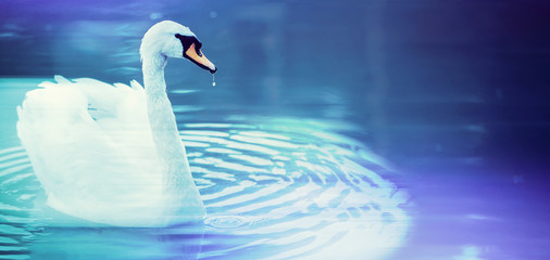 White swan banner on a blue water background. Beautiful bird in the water.