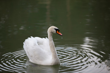 White swan in the wild. A beautiful swan swims in the lake.