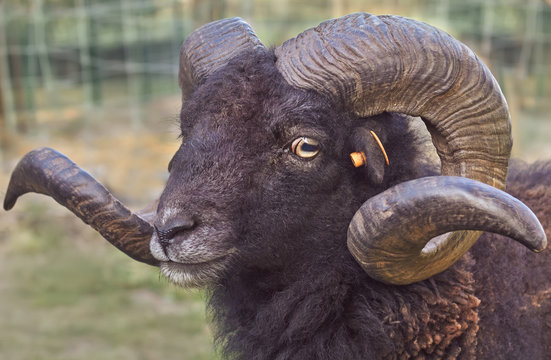 Headshot of an adult male black ouessant sheep with large horns