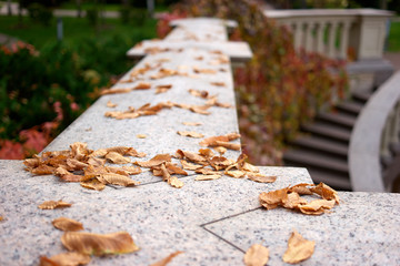 Bright granite surface with fallen dry leaves. Close up autumnal leaves.