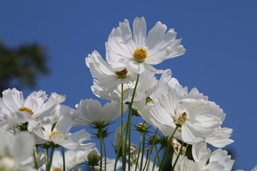 white flowers on background of blue sky
