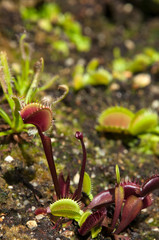 Sydney Australia, Dionaea muscipula or venus flytrap in garden bed 