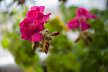Obraz premium violet flower in the garden