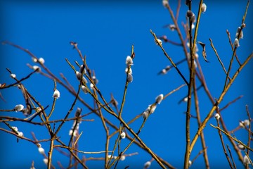 Branches with willow on a background of blue sky
