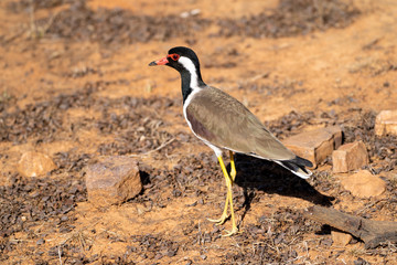 A red wattled lapwing bird walking on the ground at Ranthambore National Park during a wildlife safari in