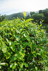 Green tea trees in spring