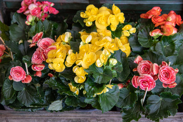 Obraz na płótnie Canvas Variety of bright Begonia flowering plants from the family Begoniaceae at the garden shop in spring time.
