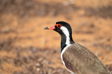 A red wattled lapwing bird walking on the ground at Ranthambore National Park during a wildlife safari in India