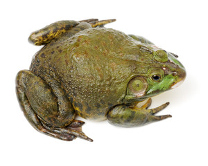 Bullfrog, Rana catesbeiana, against white background, studio shot