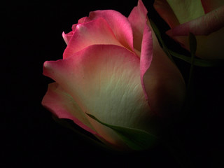 Blooming pink rose petals. Blossoming rose.