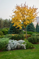 Naklejka premium Juniper and pine bushes. Small maple tree with yellow leaves.