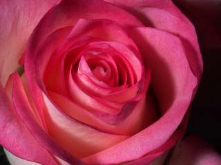 Blooming pink rose petals. Blossoming rose.