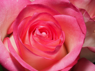 Fototapeta na wymiar Blooming pink rose petals. Blossoming rose.