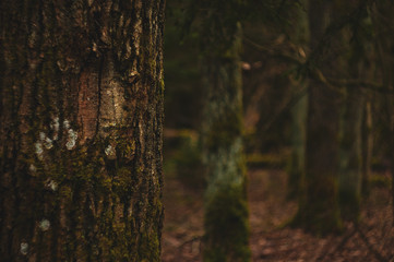 cherry seedlings after planting in spring 