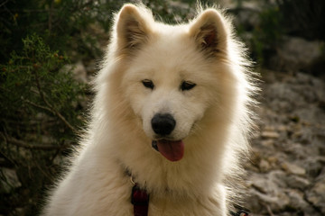 Obraz premium Perro blanco con el pelo brillante y la lengua fuera