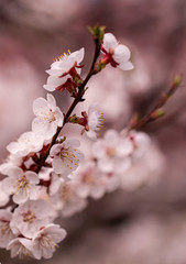 apricot flowers on a spring branch as background