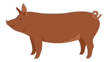 Farming today The Tamworth pig Breeds of domestic pigs Vector illustration Isolated object