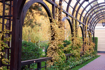 Autumnal foliage hanging on wooden archway in a garden. Yellow leaves in a well-groomed park.