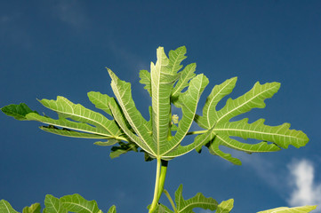 Fig leaves