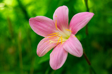 Fototapeta premium Rose flower
