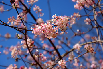 pink flowers of viburnum bodnantense or winter snowball against blue sky, bodnant viburnum in bloom in march
