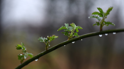 Spring rain moistens natural beauty