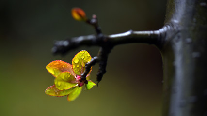 Spring rain moistens natural beauty