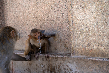 Monkeys drinking out of a water fountain at Monkey Temple or Hanuman Ji Temple in Jaipur, Rajasthan, India