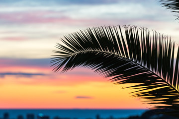 Sunset silhouette of palm leaf with tropical coast in the background