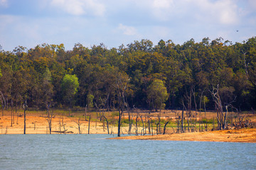 Dead trees in Lake Tinaroo on the Atherton Tablelands in Queensland, Australia, with low water during drought