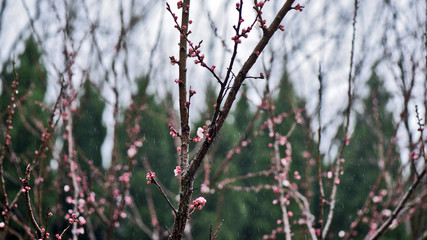 Spring rain moistens natural beauty