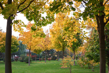 Park trees with green and yellow foliage. Autumn landscape.