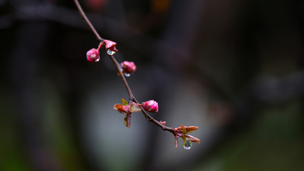 Spring rain moistens natural beauty