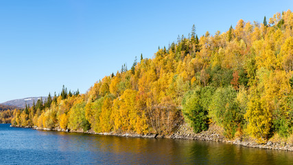 Autumn coloured trees in northern Norway along lake on a sunny day