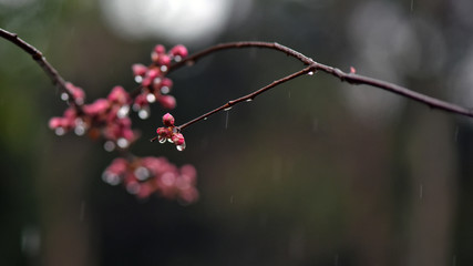 Spring rain moistens natural beauty
