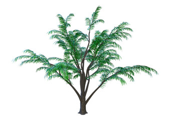 3D Rendering Albizia Tree on White